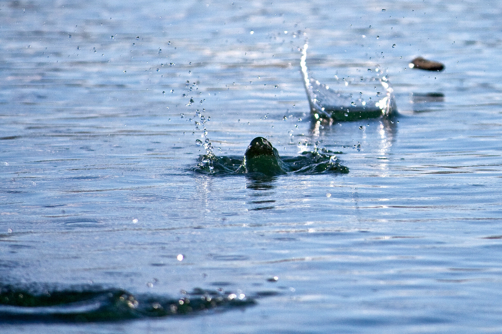A flat stone skipping across still water